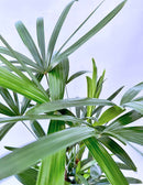 Palmeira Tropical Decorativa