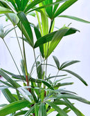 Palmeira Tropical Decorativa